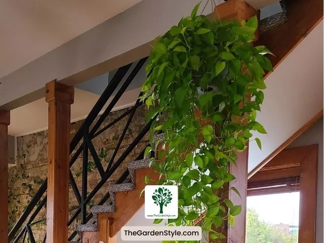 pothos plant care temperature and light