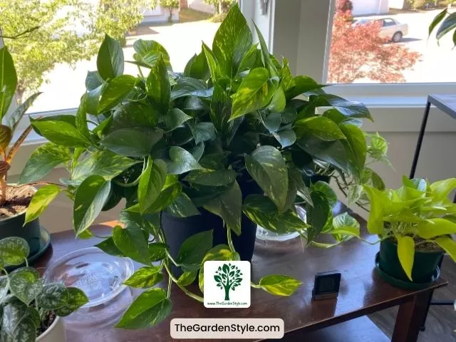 pothos plant care watering steps