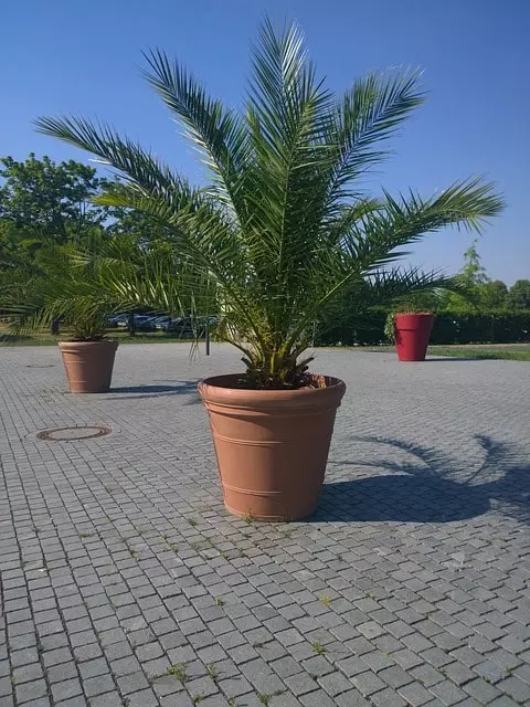 potted palms garden