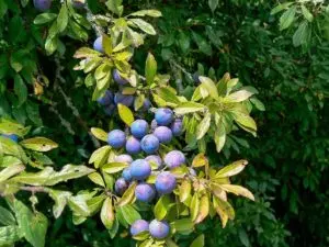 pruning blueberry bushes all you need to know