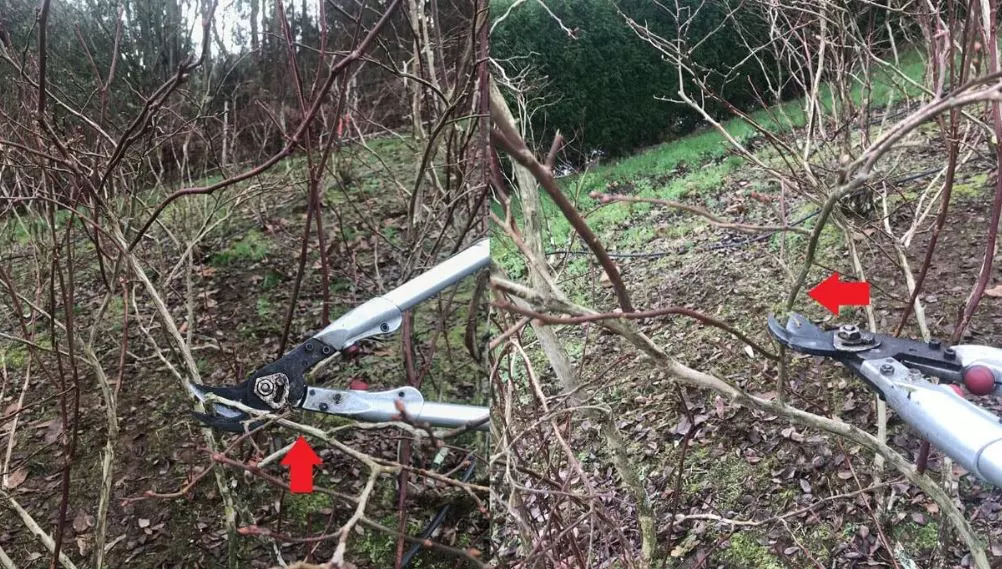 pruning blueberry bushes