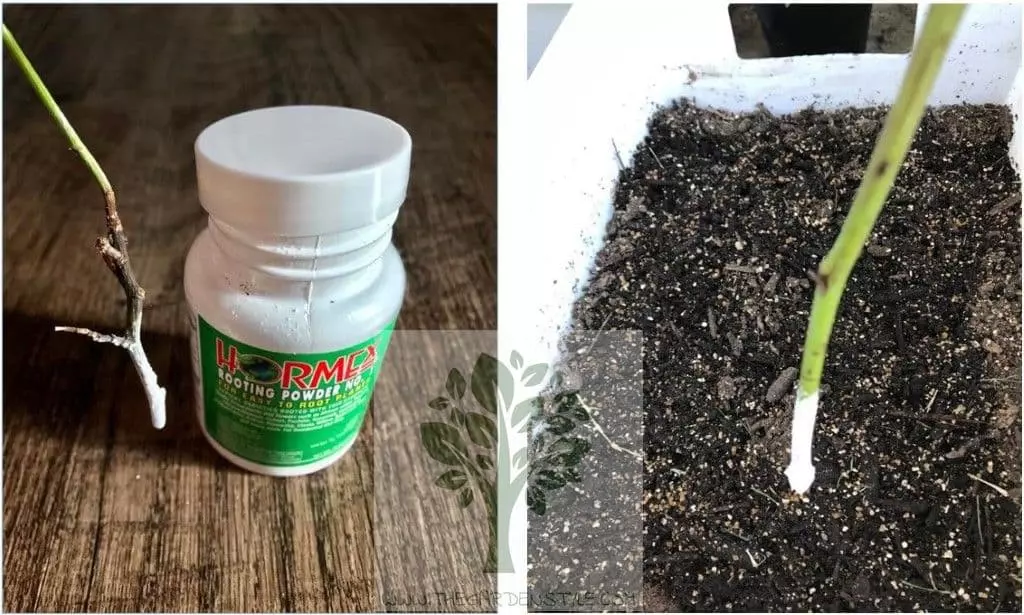 rooting hormone for roses cuttings