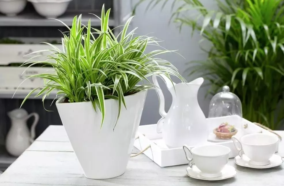 spider plants with brown tips all you need to know Indoor Plants Species - Hanging plants How Often Water Indoor Plants 