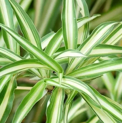 spider plants with brown tips low humidity