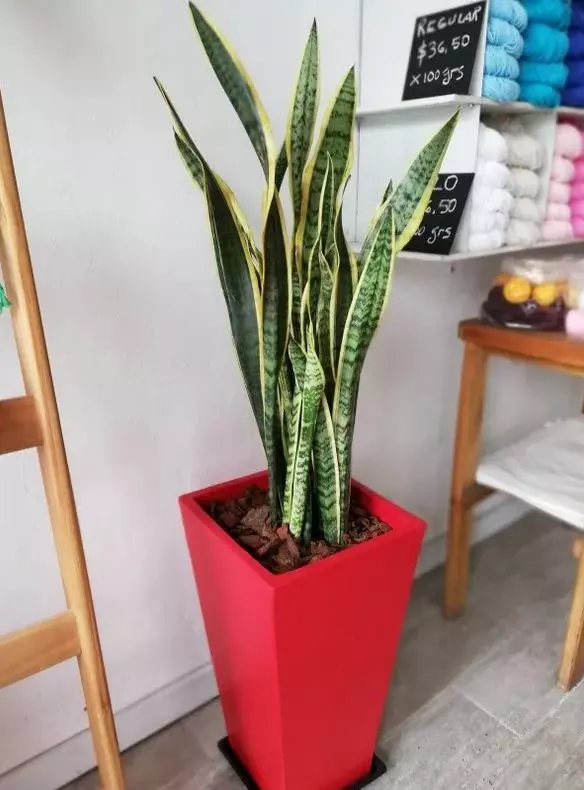 what causes yellow leaves on snake plant