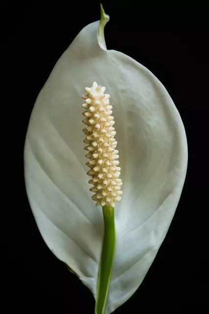when does the peace lily bloom