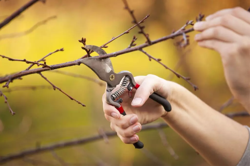 when prune fruit trees the correct way pictures
