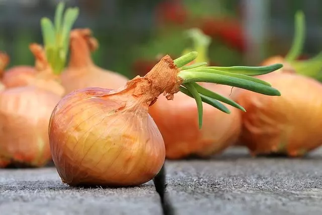 when to plant onions