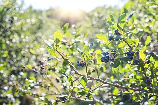 where to grow blueberries