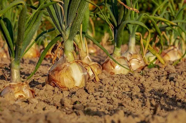where to plant onions