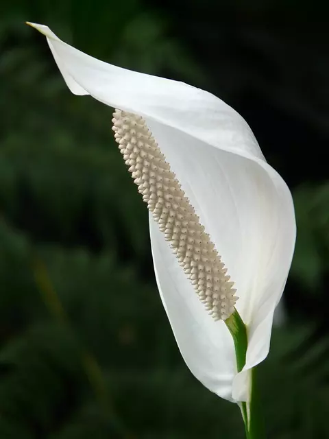 why peace lily does not bloom