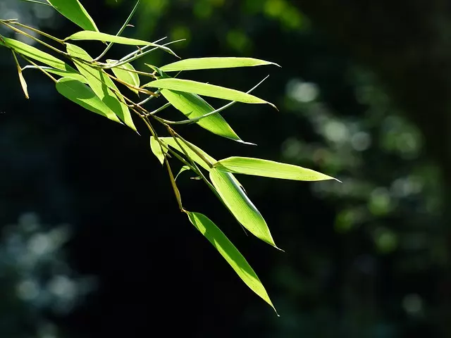 yellow leaves on bamboo how to fix yellow leaves