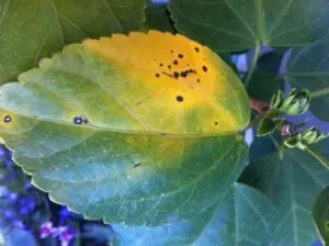 yellow leaves on hibiscus how to fix easy way