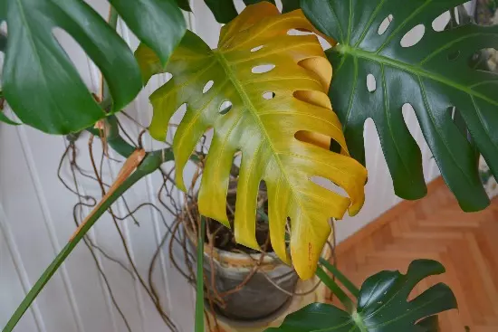 yellow leaves on philodendron excess watering