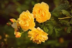 yellow leaves on roses how to solve