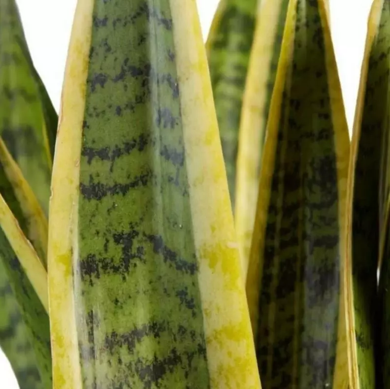 yellow leaves on snake plant save your plant