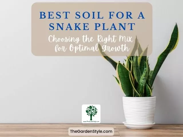 best soil for a snake plant choosing the right mix
