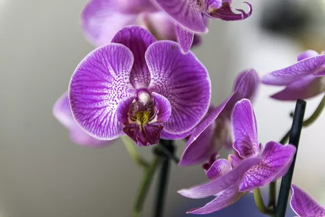 best substrate for orchids