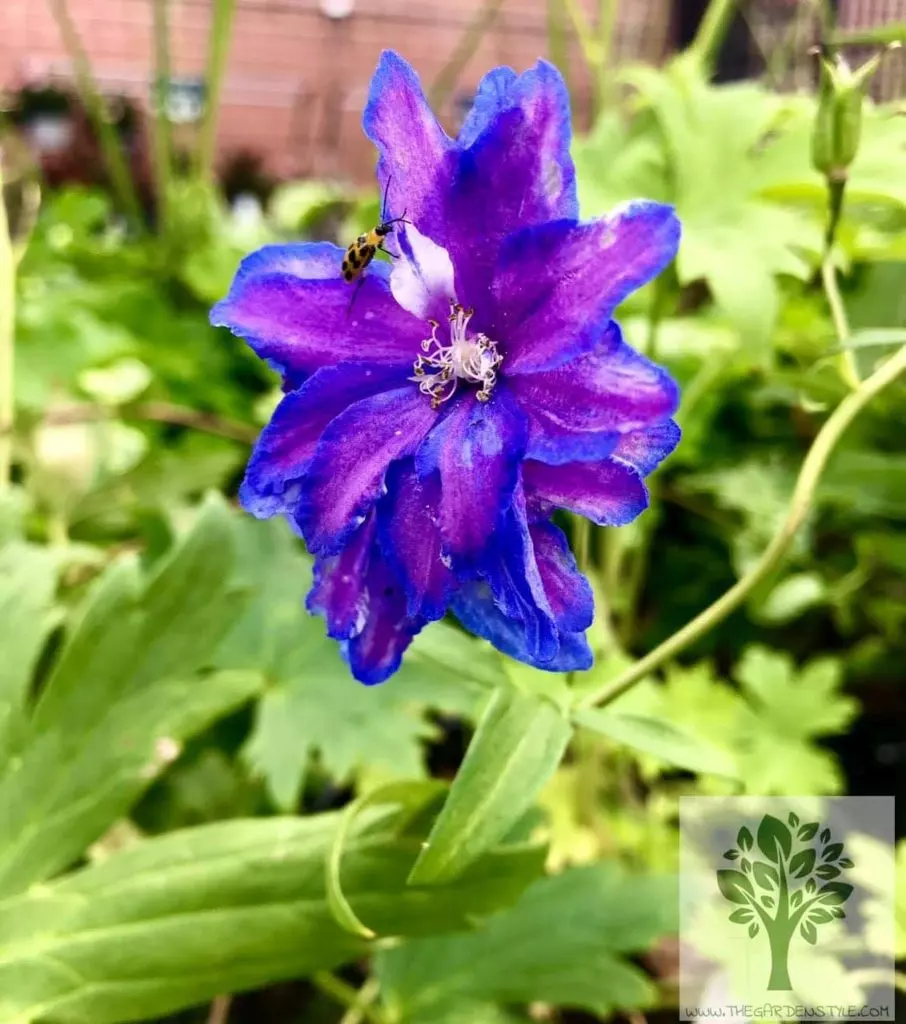 best time to plant delphiniums