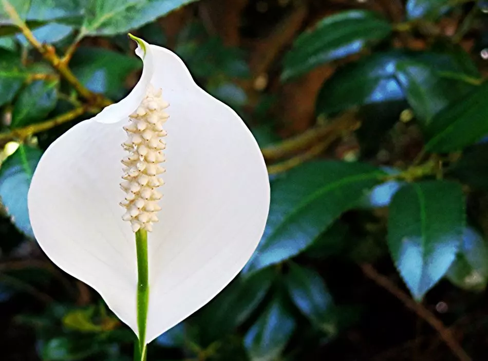brown tips on peace lily reasons and how to solve