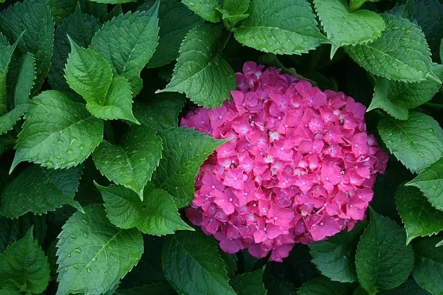 care of repotted hydrangea care How to Repot Hydrangeas and When to Repot Hydrangeas,