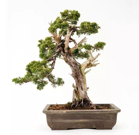 characteristics juniperus chinensis