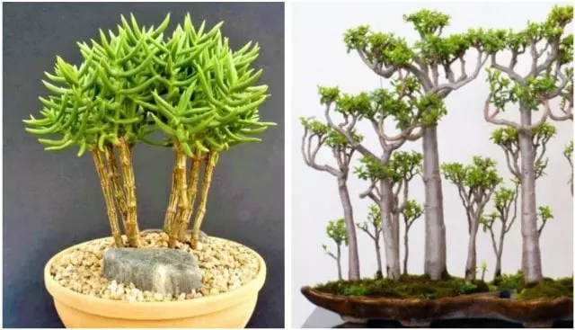 crassula tetragona care garden bonsai