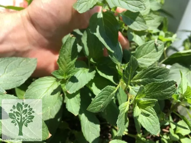 harvesting mint