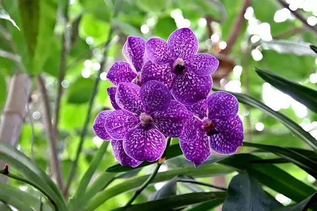 how long do orchid flowers last 