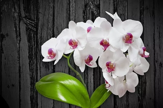 how long does take for orchids to bloom