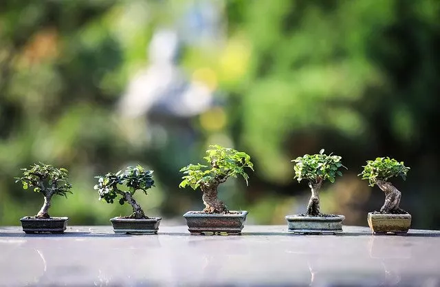 how to care for a bonsai tree care for beginners