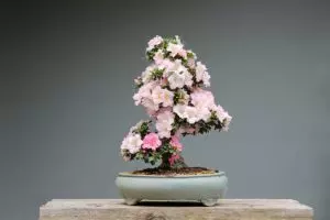 how to care for bonsai azalea ultimate guide