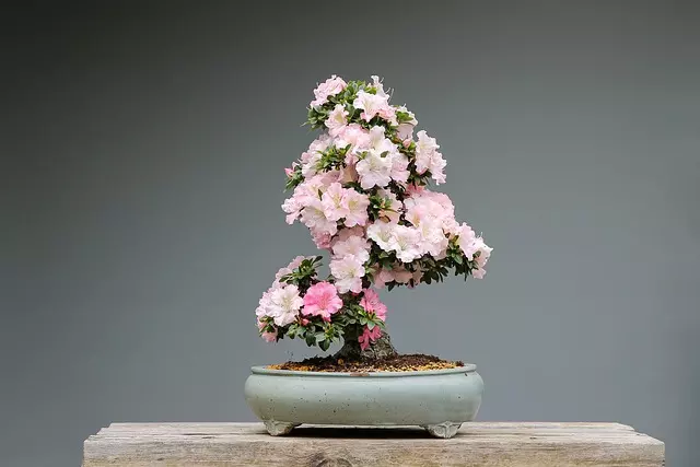 how to care for bonsai azalea ultimate guide