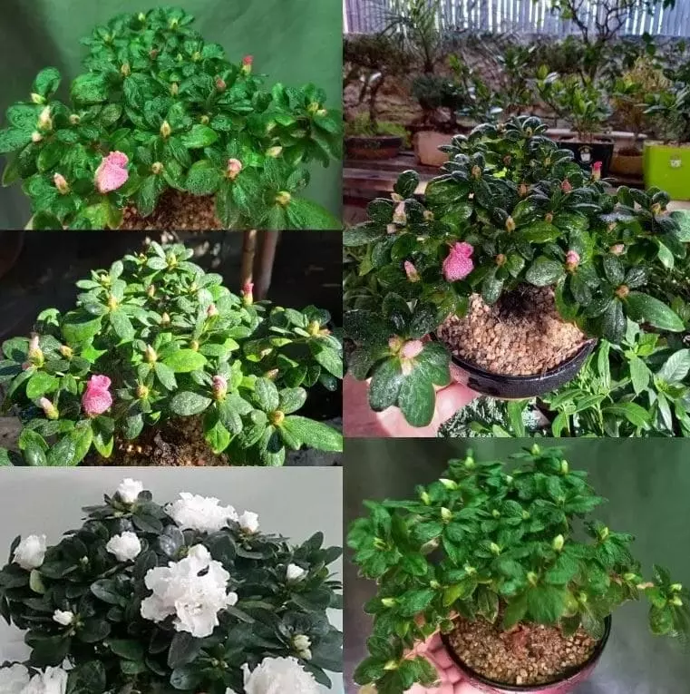 how to care for bonsai azalea