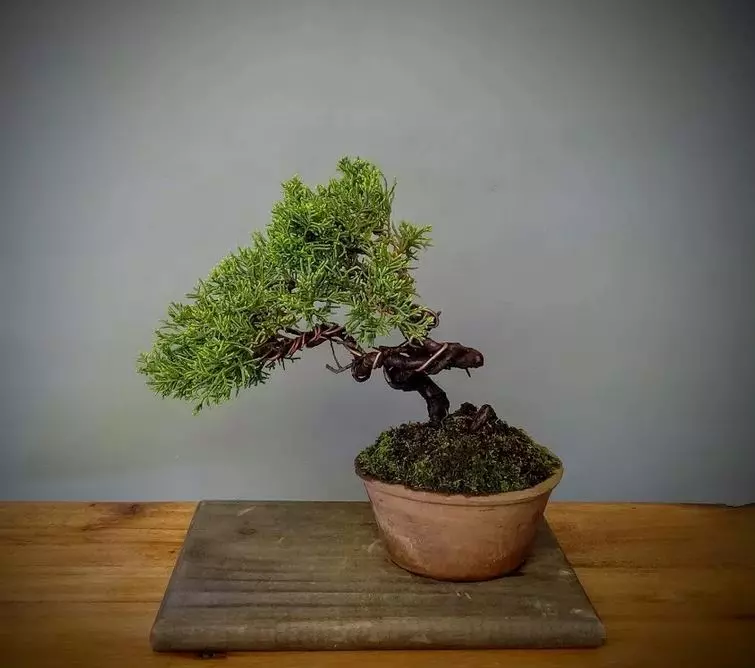 how to care for bonsai juniper ultimate guide