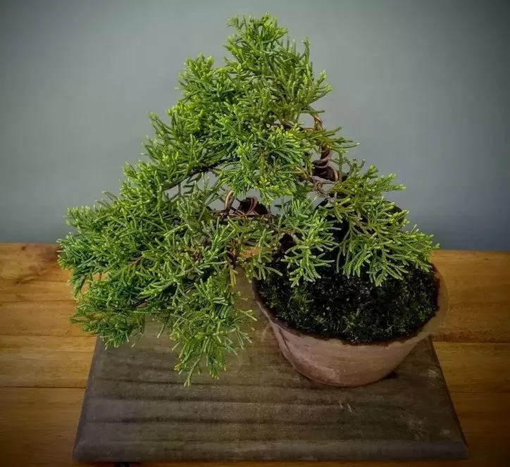 how to care for bonsai juniper