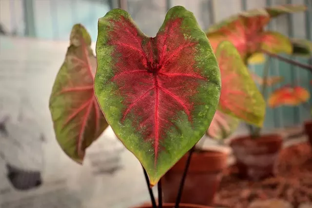 how to care for caladium ultimate guide
