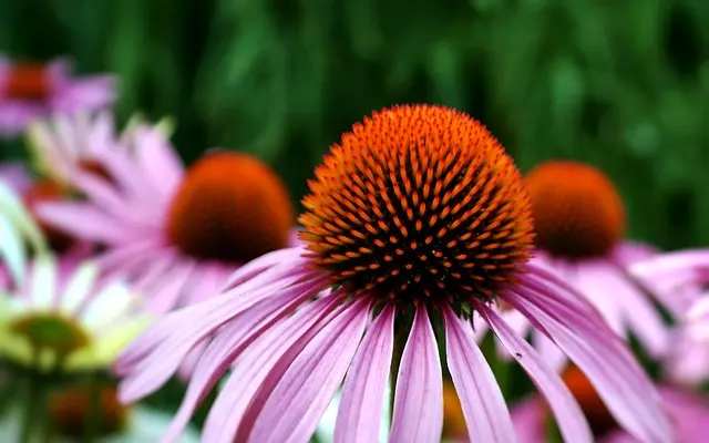 how to care for coneflowers guide