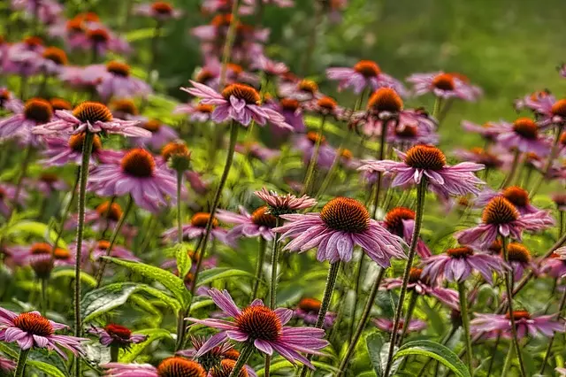 how to care for coneflowers soil