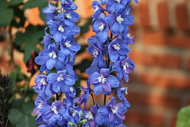 how to care for delphinium flowers guide