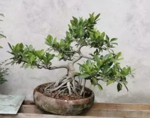 how to care for ficus bonsai care guide