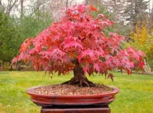 how to care for japanese maple bonsai guide