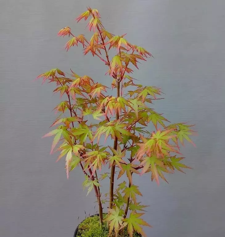 how to care for japanese maple bonsai