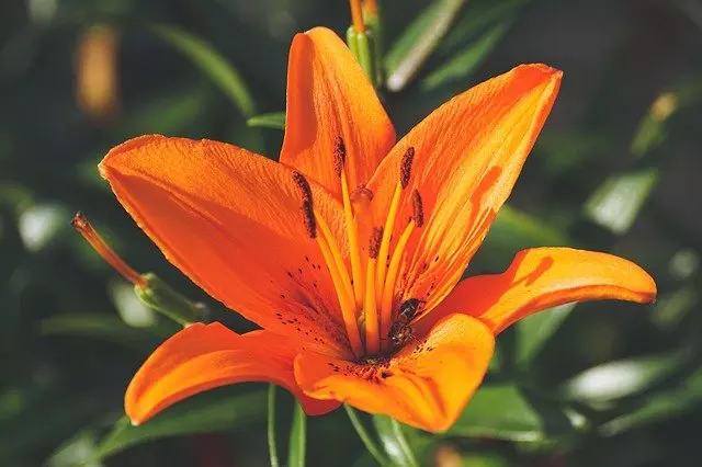 how to care for lilies updated guide