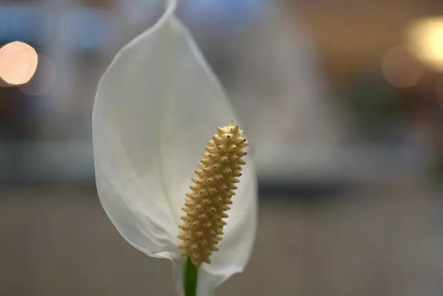 how to care for peace lily