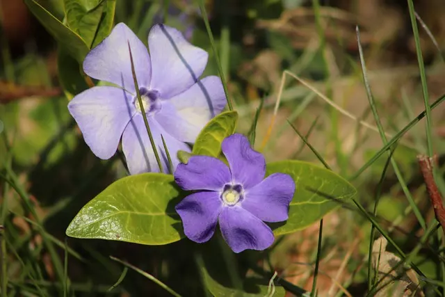 how to care for vinca flowers beautiful flowers