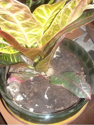 how to eliminate mold in the soil of plants