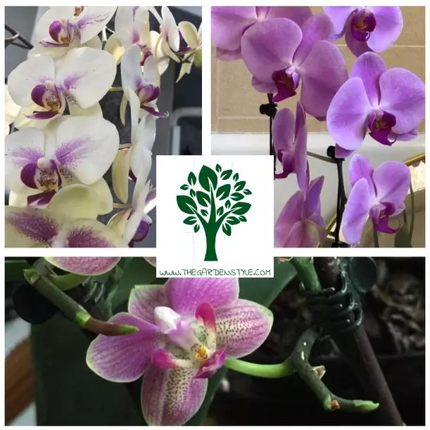 how to fertilize orchids secrents and tips