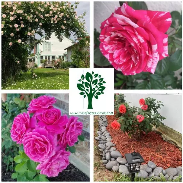 how to fertilize roses complete guide