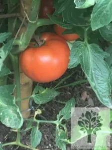 how to fertilize tomatoes big tomatoes